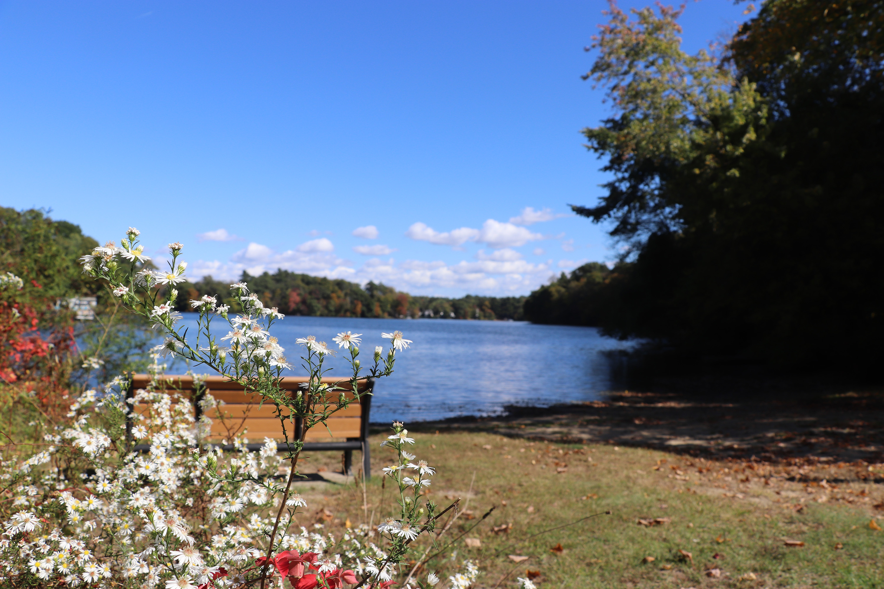 Wayland Lake with Fall Foliage and White Flowers